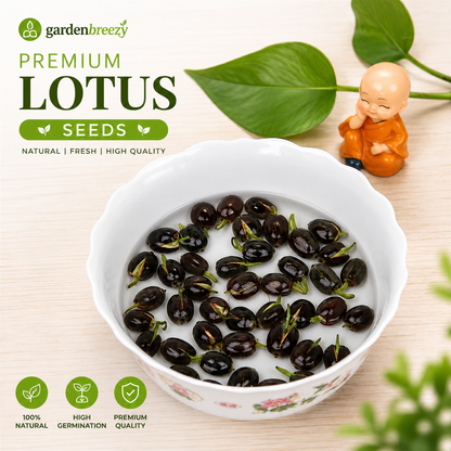 Premium Bowl Lotus Seeds