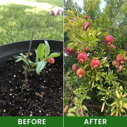 LIMETOW® SOIL ACTIVATOR