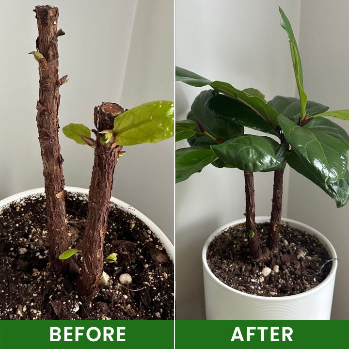 LIMETOW® SOIL ACTIVATOR